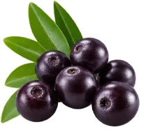 Acai berry extract — Liporeduct ingredient